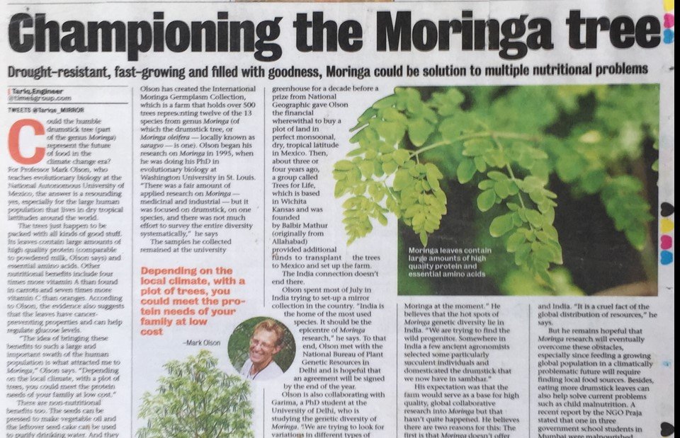 Championing the Moringa Tree